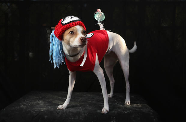 Dogs Dress Up For Annual Tompkins Square Park Halloween Parade 