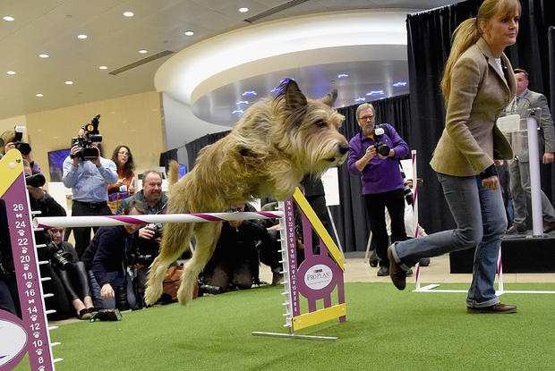 140th Annual Westminster Kennel Club Dog Show - Meet The New Breeds 