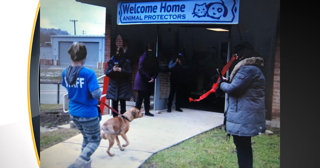 Animal Protectors Of Allegheny Valley Moves To Larger Location CBS