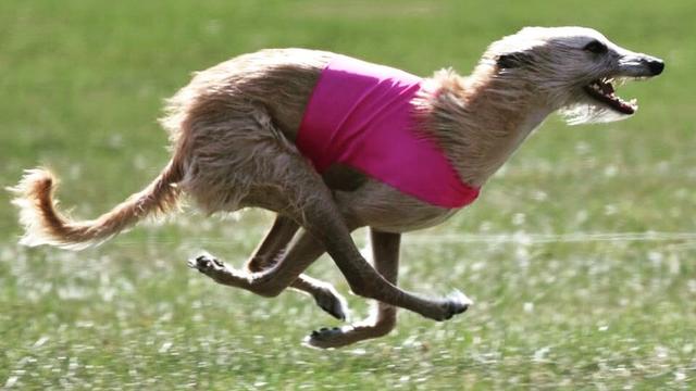 fastest-dog.jpg 