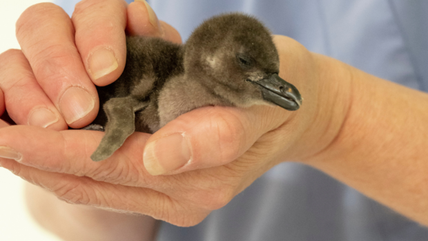 national-aviary-african-penguin-chick-1 