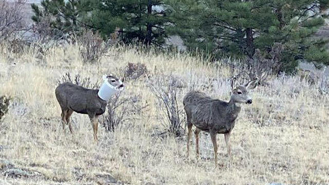 deer-bird-feeder-cpw-featured.jpg 