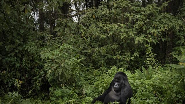 cbsn-fusion-six-park-rangers-killed-in-dr-congo-mountain-gorilla-sanctuary-thumbnail-625143-640x360.jpg 