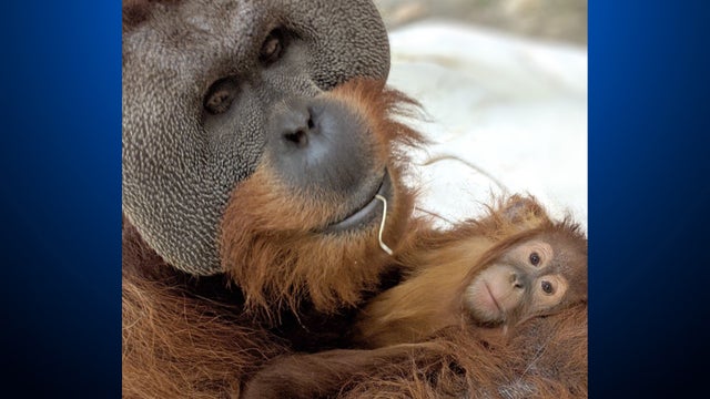 cerah-and-berani-orangutan-denver-zoo-9.jpg 