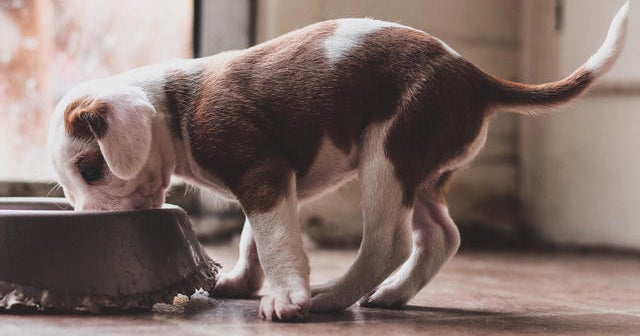 UPDATE Recalled Sportmix Pet Food Linked To 70 Dog Deaths May Have