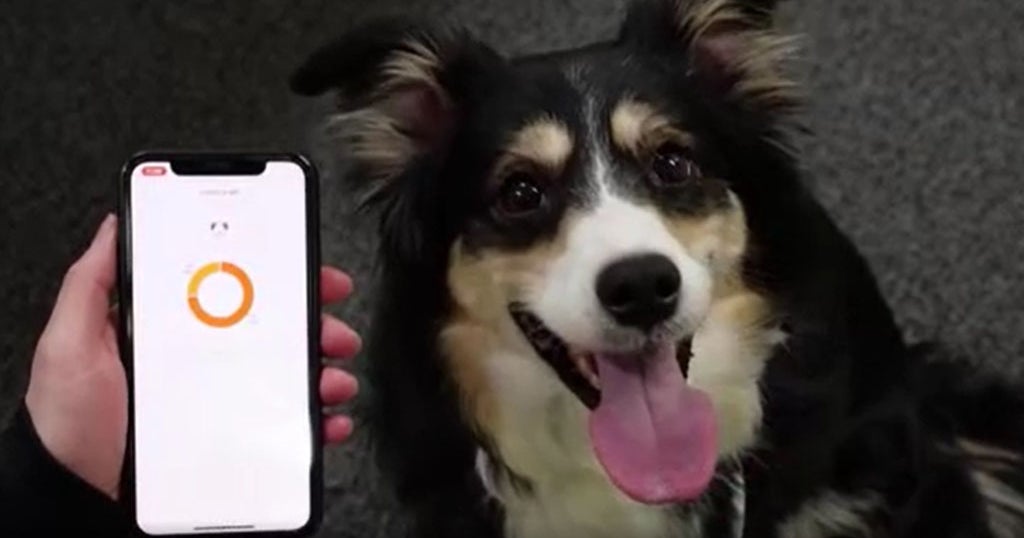Is Your Dog Happy? AIPowered Dog Collar 'Translates' Barks Into