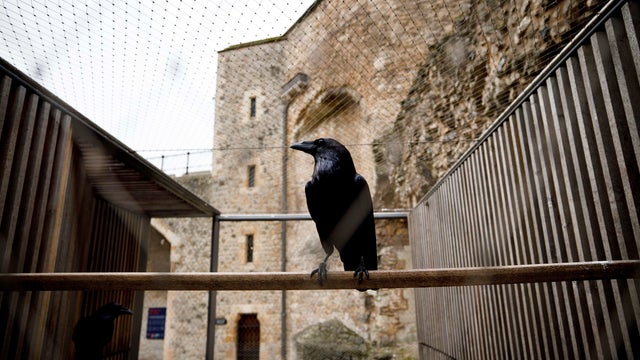 BRITAIN-LIFESTYLE-TOURISM-ROYALS-RAVENS-TOWER 
