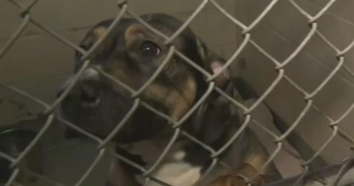 Dog Stranded At New Jersey Animal Shelter For Almost A Year Now In ...