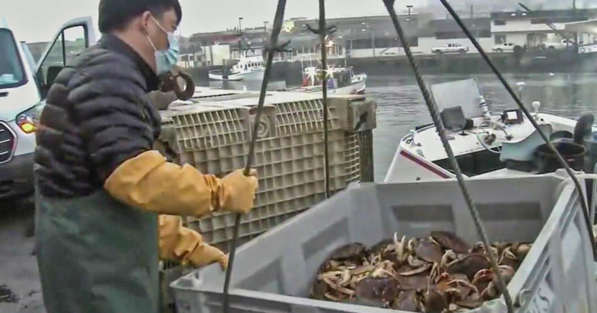 Dungeness crab season delayed again due to humpback whale entanglements,  crab meat quality - CBS San Francisco