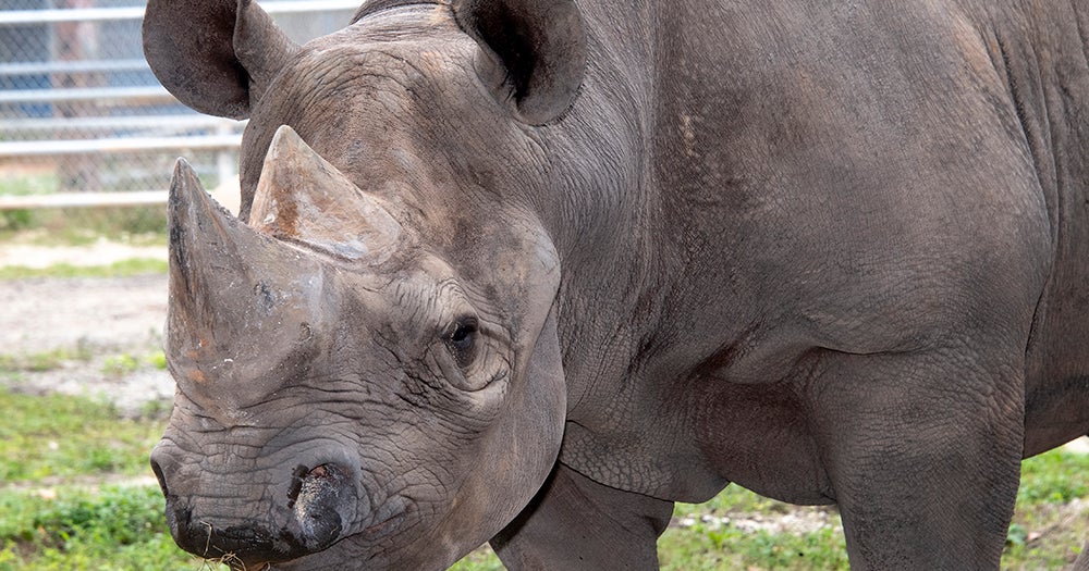 Toshi, Oldest Eastern Black Rhino In North America, Dies At Zoo Miami