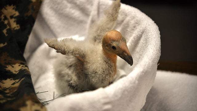 miracle-condor-la-zoo.jpg 