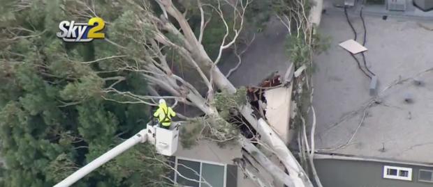Large Tree Comes Down On Santa Clarita Condo, Splits Roof 