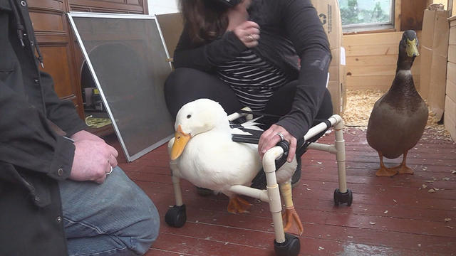 maine-duck-pet.jpg 