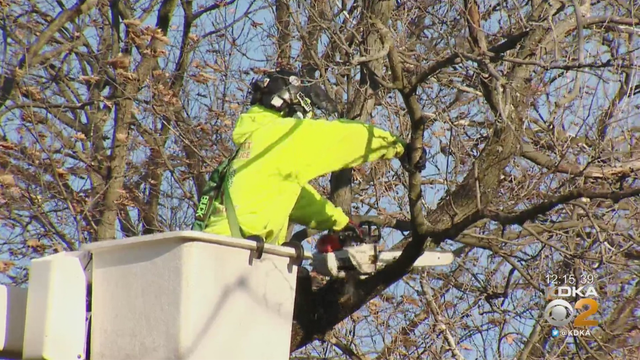 tree-cutter.png 