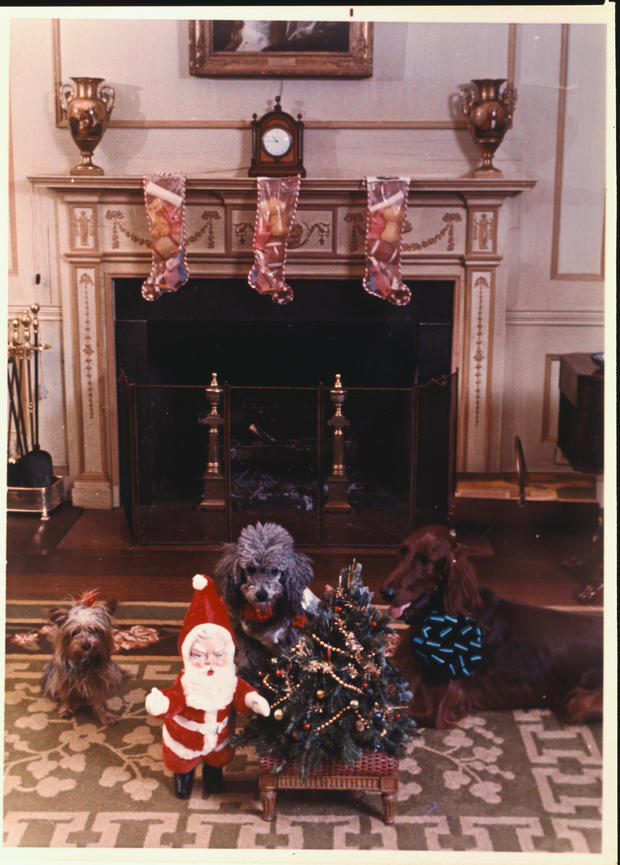 White House Dogs with Christmas Decorations 