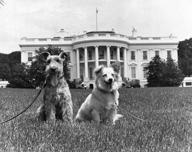 Weird white house sales pets