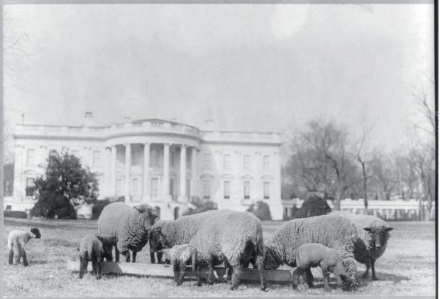 Sheep at White House 