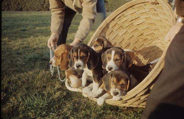 President Johnson`s Beagle Puppies 