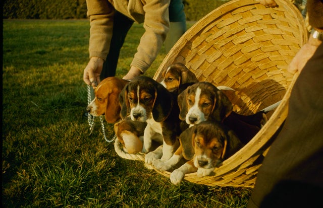 President Johnson`s Beagle Puppies