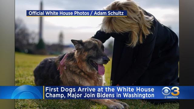 first-dogs-arrive-at-white-house.jpg 