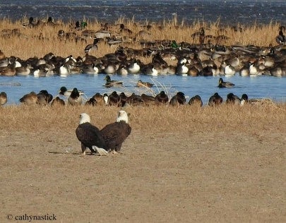 Photos: More Than 50 Bald Eagles Spending Winter At Colorado's Barr