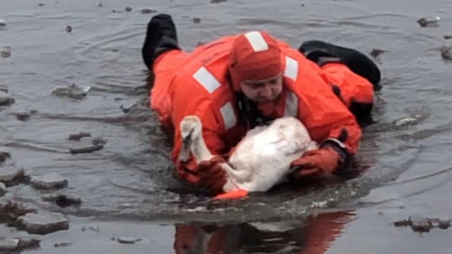 westport-swan-rescue-2-1.jpg 