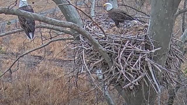 Eagles-Nest-2.jpg 