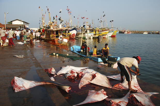 Sri-Lanka, Mirissa, fishermen gathering on colorful pier with dead sharks and ray 