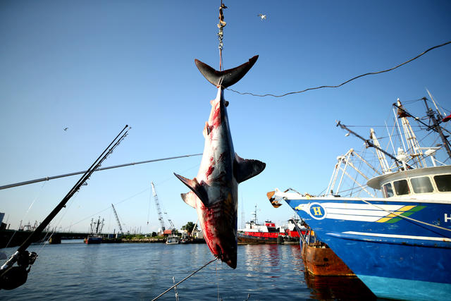 Shark Fishing In The Winter (Penn Senator 14/0) (Land Based Shark