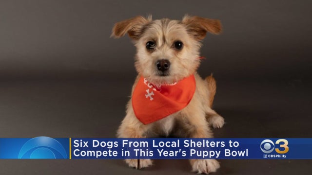 puppy-bowl.jpg 
