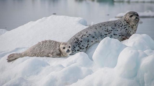spotted-seal-mother-pup-bering-dew-20160415-9261.jpg 