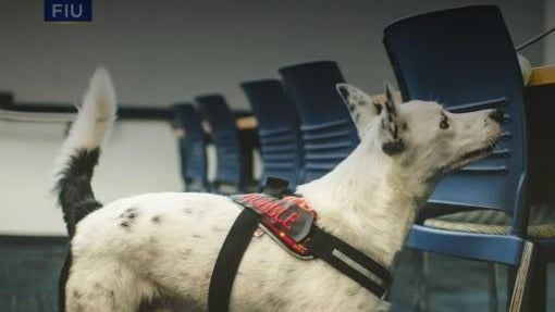 fiu-covid-sniffing-dog.jpg 