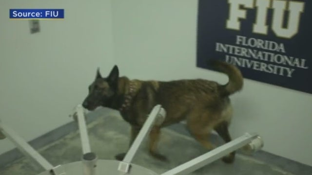 FIU-COVID-Dog-1.jpg 