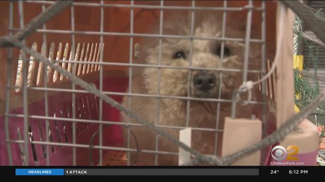 dogs-rescued-arrive-at-jfk-duddridge.jpg 