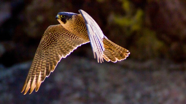 City of Boulder, Colorado - Open Space &amp; Mountain Parks 