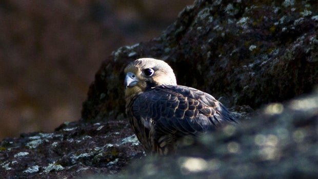 BOULDER.transfer_frame_928 