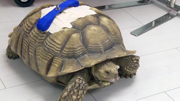 Michelangelo the Tortoise Recovering from Attack 