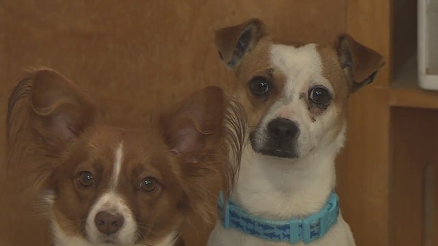 lodi-animal-shelter.jpg 