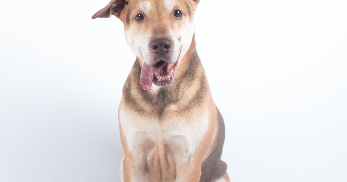 LifeLine Animal Project Offering 14 Pet Adoptions During Bachelor In