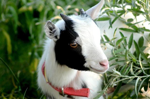 Close-Up Of Goat Amidst Plants 