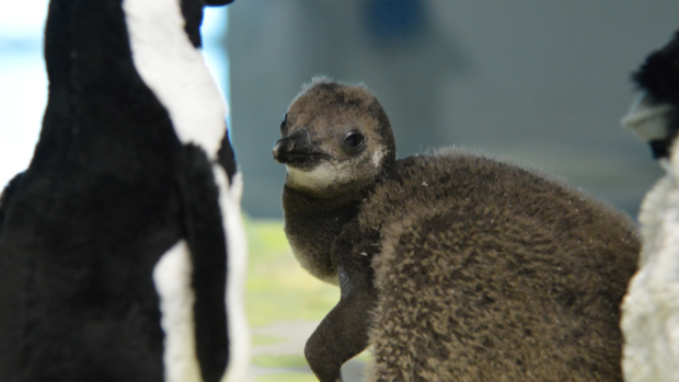 national-aviary-penguin-chick-onemonth-1 
