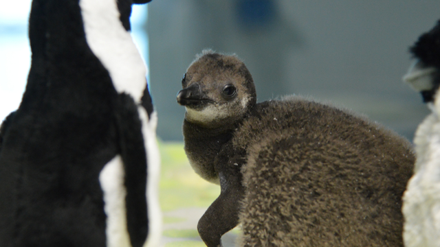 national-aviary-penguin-chick-onemonth-1.png 