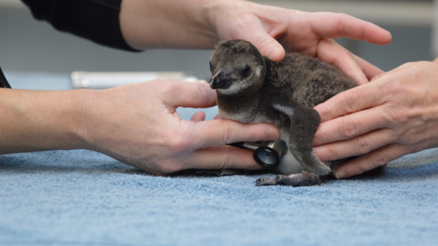 national-aviary-penguin-chick-onemonth-2 