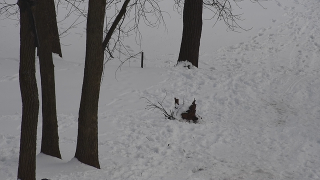 pottsgrove-sled-accident.png 