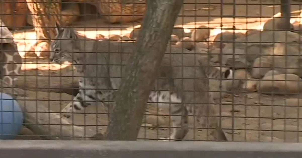 Micke Grove Zoo In Lodi Reopening Thursday Good Day Sacramento