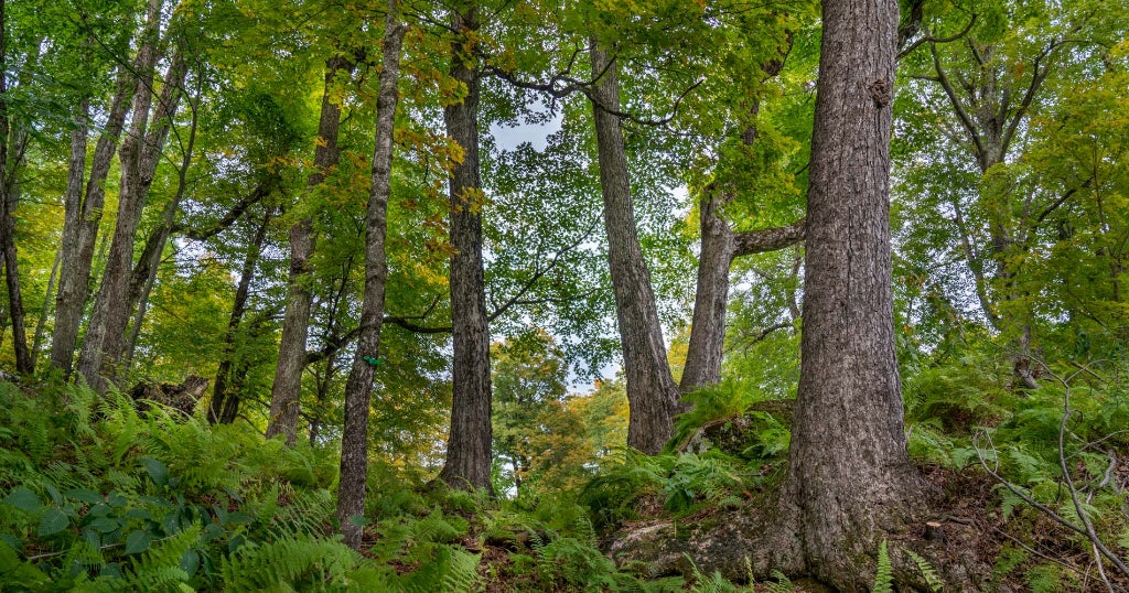First Conservation Memorial Forest In Massachusetts To Open In The ...