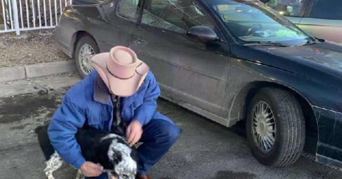 Service Dog Stolen With Car Outside Hospital Later Reunited With Owner - CBS Colorado