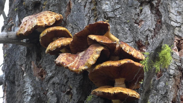 fungusoutgrowths1920-641585-640x360.jpg 