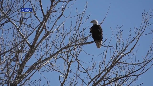 bald-eagle.jpg 