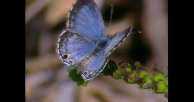 From 2003 Saving the Miami Blue butterfly CBS News